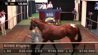 Lot 70 Nicconi-Fully Chargeable filly - $200,000