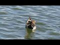 【野鳥観察】【カモ】脂を塗り塗りするオナガガモ