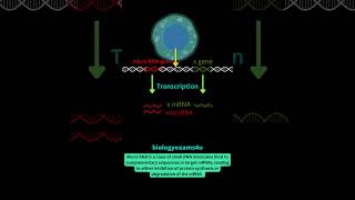 What is microRNA? #education