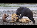 Lions is King But Fail! Mother Bear Save Her Baby From Puma Hunting, Giraffe vs Lions