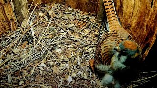 Kestrel Nestling Pokes Heads Out From Under Brooding Female – May 20, 2024