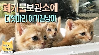 폐기물보관소에 다섯마리 아기 길냥이! 엄마냥 큰아들냥 모두 일곱식구~ 😻