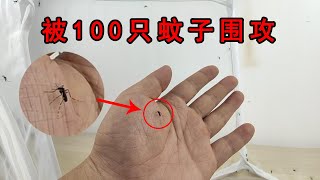 【歪點子實驗室】被100只蚊子圍攻是什麼感覺？為了測試驅蚊液效果拼了！