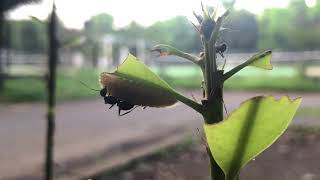 ムラサキツバメに集まるクロオオアリ