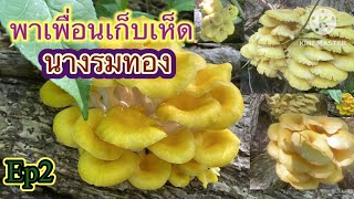 เก็บเห็ดนางรมทองกับเพื่อน มีทั้งดอกสวยมากและสวยน้อย picking golden oyster #ep2