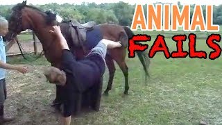 Funny Montage | Cute And Funny Cats, Dogs And Pets! | Amazing Animal Montage #8