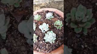 mini vlogs day -110 #santali vlogs #odisha #rourkela #gardening #plant #short #trending