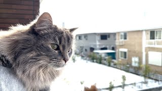 I showed snow to a my Norwegian Forest Cat