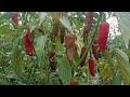 how to collect tomato chilli seeds chilli trips @vadi nestham agriculture by prashant