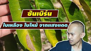 ซันเบิร์น ทุเรียนใบเหลือง ทุเรียนใบไหม้ จากแสงแดด