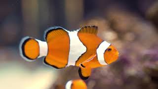 lose up footage of a clown fish - - Sea life Free Stock Video Footage