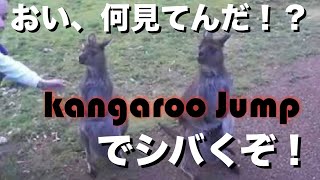 カンガルーのジャンプがなんか効率悪い Australian Kangaroo jump