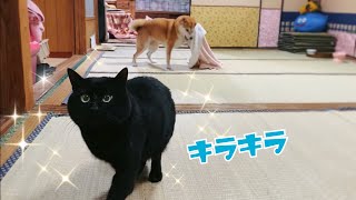 雨の日も元気いっぱいな柴犬と雨関係なくびしょ濡れの猫 Rainy day