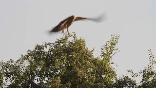 Bonelli's Eagle hunting Pigeons    نسر بونلي  बोनेली का बाज  עיט ניצי בציד ボネリークマタカ יונים