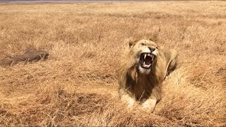 majestic male lion (majestätischer männlicher Löwe)