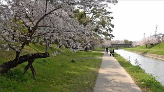 Cherry Blossoms in Okazaki Park 2020 / 2020年岡崎公園の桜