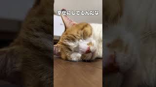 猫のうた「足裏合わせた。」#もしぬこ #オリジナル曲 #猫のいる暮らし