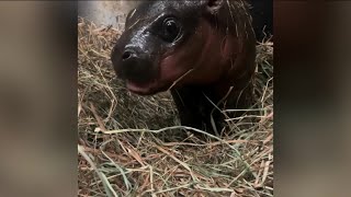 Help pick name for new Pygmy hippo born at Virginia zoo