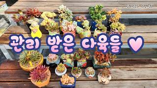 250118 다육스케치 l 다육이 키우기 ㅣ국민다육 ㅣ겨울철 다육식물 관리ㅣ #succulent plants  #다육 #succulent #plants