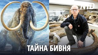 Учёные узнали подробности жизни мамонта, жившего 17 тыс. лет назад