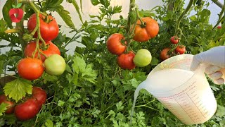 Now water the tomatoes - save them from disease and double the yield