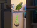 amazon parrot talking 🦜 love