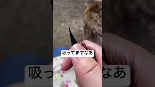 毎度剪定を邪魔するニャーにゃ#shorts #地域猫