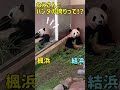 【妄想】パンダの結浜、迷う妹の楓浜に大いに語る（南紀白浜アドベンチャーワールド）