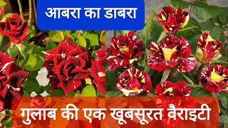 इतना सुंदर और बिलकुल अनोखा गुलाब कभी नही देखा होगा #rose #abracadabra #rosevariety#rose #tigerrose