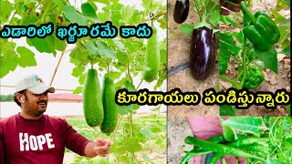 ఎడారిలో కూడా కూరగాయలు పండిస్తున్నారు | Kuwait farms vegetables | #viralvideo #kuwaitweather