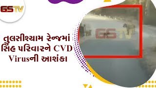 Amreli : તુલસીશ્યામ રેન્જમાં સિંહ પરિવારને CVD Virus ની આશંકા | Gstv Gujarati News