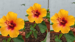 🌸செம்பருத்தி பூ புது variety எப்படி இருக்கு?/#gardeningtips