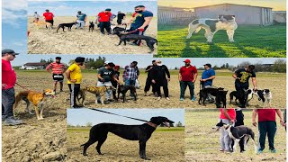 ਕੁੱਤਿਆਂ ਦੀ ਰੇਸ਼ਾ ਦੇ ਸੌਕੀਨ #brampton #caledon #canada #greyhound #race