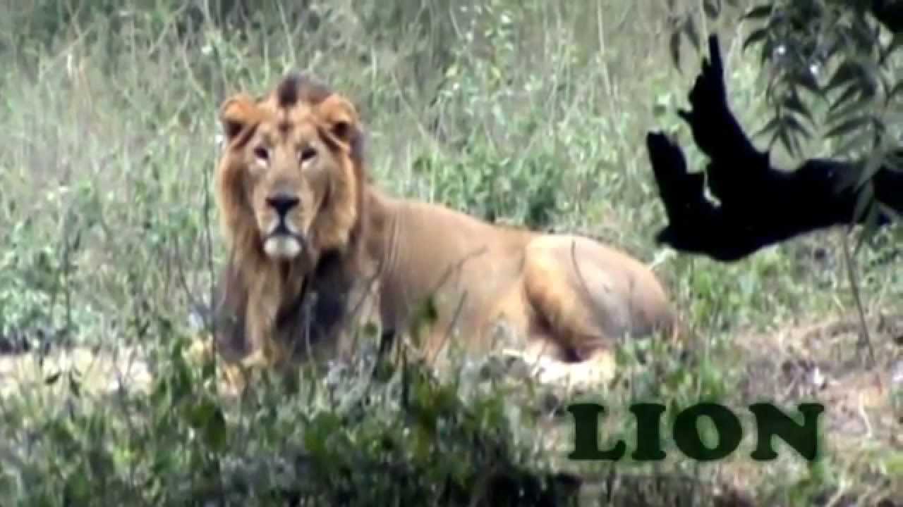 Real Animals In Zoo For Kids Education Youtube