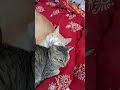 cat cute catsong viralshort catcouple lovelyecats funnycats kitten lovesong