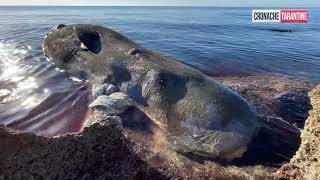 Capodoglio spiaggiato a Marina di Leporano