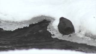 An American Dipper in Paris