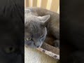 Funny cat vid