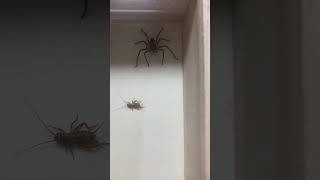 Cricket notices Huntsman Spider and backs away to keep his distance.