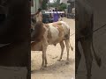 dangerous cow qurbani👿 music cow bull subscribemychannel dangerouscow