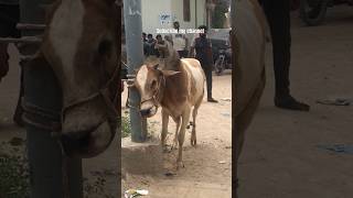 Dangerous cow qurbani👿 #music  #cow #bull #subscribemychannel #dangerouscow