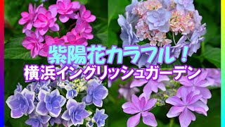 【4K】カラフルな紫陽花満開！横浜イングリッシュガーデン2023