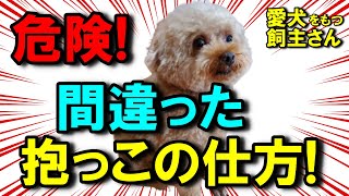 【犬 しつけ】愛犬を落としやすい抱っこの仕方、痛みを与える抱き上げ方解説！・ほめほめホーム@横浜