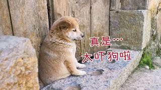 陌生小狗在看家，看见我来假装很厉害，一说话它就吓尿了！#cute #狗狗 #pets