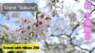 【Nikon Z30】Tateyama SAKURA - 桜を見に館山へ　　 城山公園,  沼のびゃくしん, 崖観音【4K】