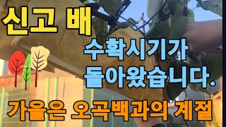 ♥️신고배 수확시기 돌아왔습니다. 가을은 오곡백과의 계절♥️