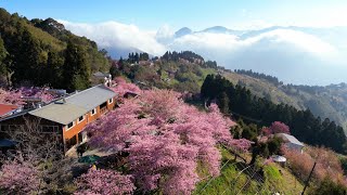 拉拉山恩愛農場絶美櫻花及其周邊壯麗雲海山景,1分05秒處幸運拍到櫻吹雪。