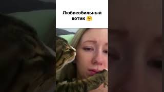 У кого кот так умеет? 🤗 Любвеобильный котик