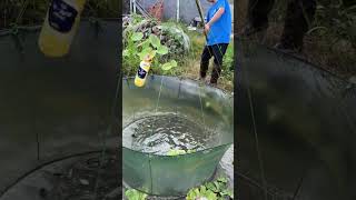 非常特别的升降抬网捕泥鳅方法A very special method of catching loach with elevated lift nets  #fishing #fish #户外捕鱼