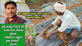 ఈ పద్ధతిలో మిరప సాగు చేయడం , పెట్టుబడి తక్కువ .. డ్రిప్ /మల్చింగ్ పేపర్ వేసి మిరప సాగుచేయడం రైతుకు.